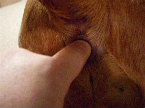Dude fingering a dog's butthole in a POV scene
