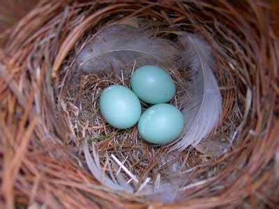 Eastern Bluebird Facts | Anatomy, Diet, Habitat, Behavior - Animals Time