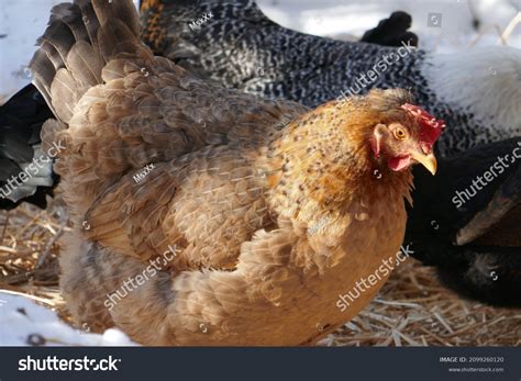5 Henne Eier Images, Stock Photos & Vectors | Shutterstock