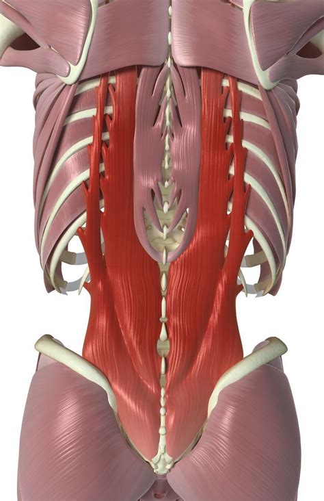 Struttura Uomo Manuale Di Anatomia Artistica Vol 1 Hu - vrogue.co
