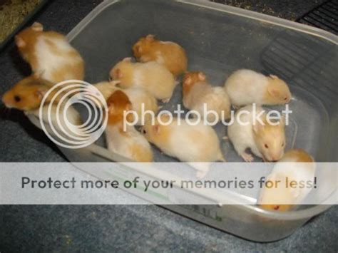 NW England Syrian hamster babies - Reptile Forums