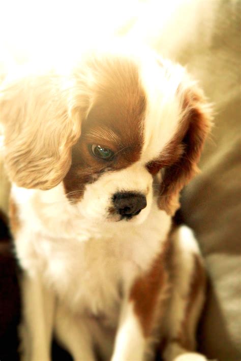 Cavalier king charles spaniel grooming the essential guide – Artofit