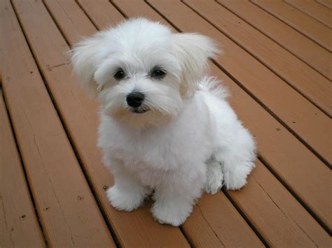 Maltipoo - Maltese Poodle Mix - Animal Corner