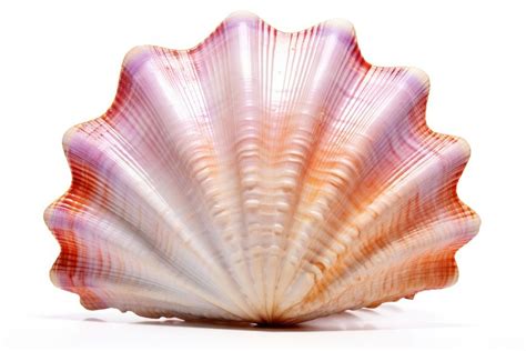 underwater seashell seafood clam  photo rawpixel