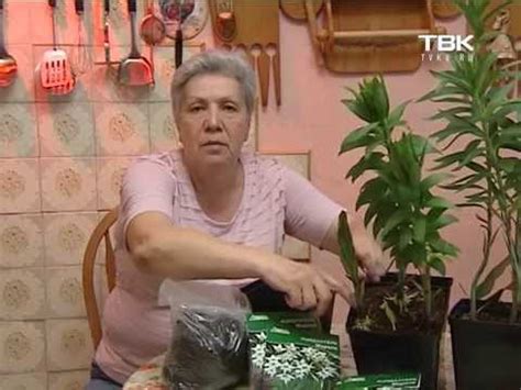 Ацидантера: посадка и уход в открытом грунте, выращивание в саду,