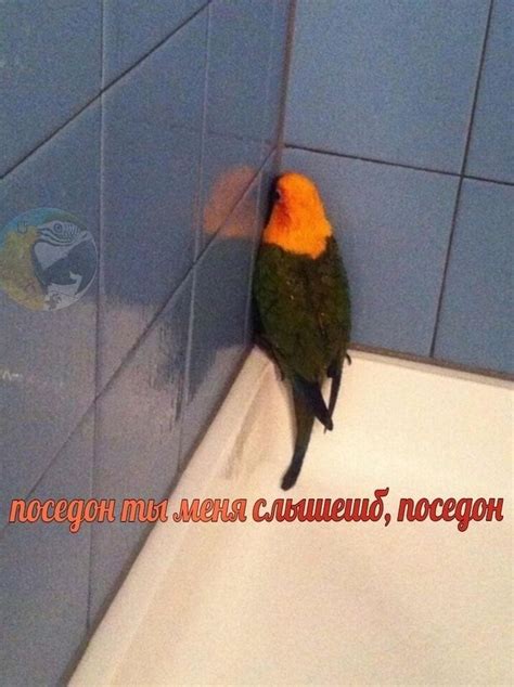 Пин от пользователя Анастасия на доске Мемчики | Мемы, Смешные мемы ...