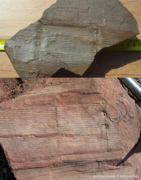 Calamites cruciatus - Членистостебельные каменноугольного периода ...
