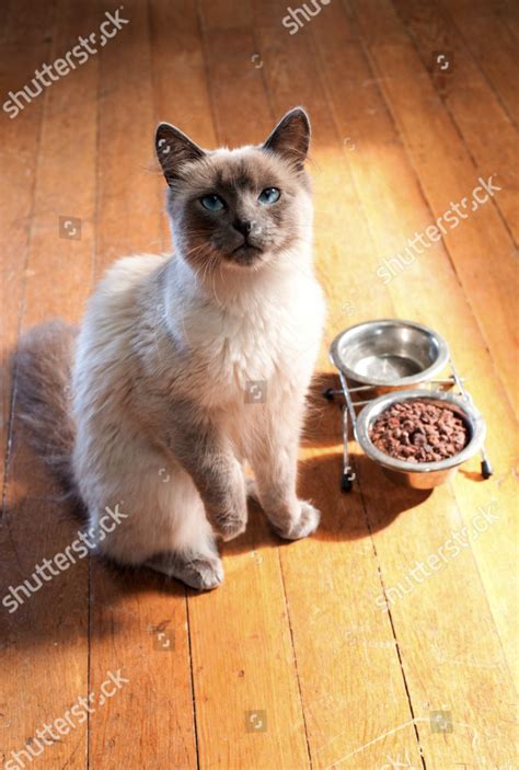 This is Carlos the a cat. He is Marmaduke's Best friend and a god! : r ...