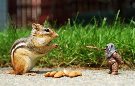 Funny Animals Wallpapers - Top Free Funny Animals Backgrounds