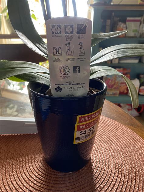 This orchid I bought has correct watering instructions! : r/orchids