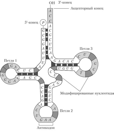 Транспортные РНК - ФИЗИОЛОГИЯ РАСТЕНИЙ В 2 Т. ТОМ 1