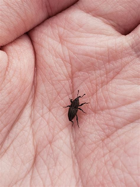 weevil : r/weeviltime