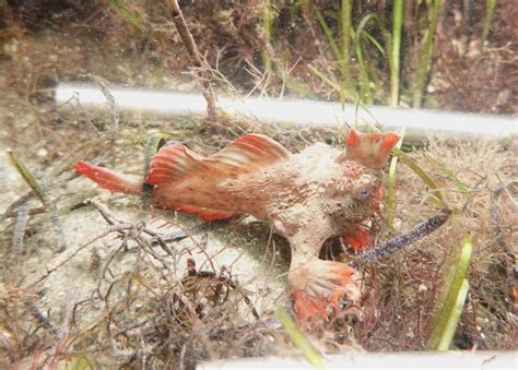 Red_49 - Handfish Conservation Project