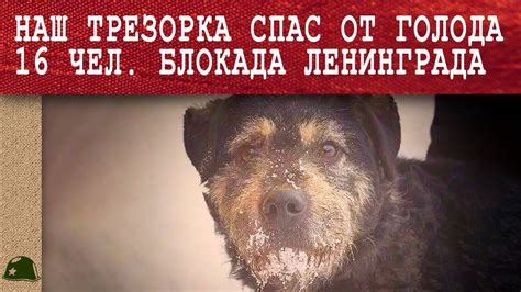 Как обычная собака Трезор в блокаду спасла 16 человек от смерти ...