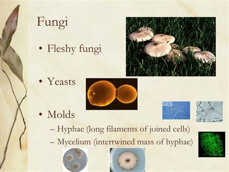 PPT - Fungi PowerPoint Presentation, free download - ID:1220364