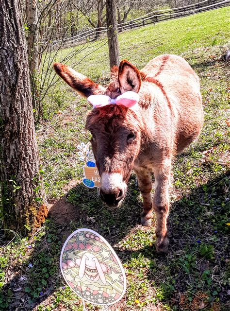 A Girl and Her Donkeys