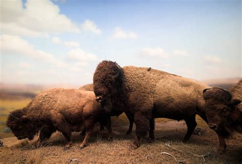 Bison Herd Stock Photos, Pictures & Royalty-Free Images - iStock