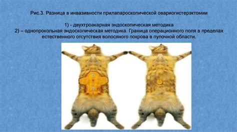 Удаление матки у сук и кошек - презентация онлайн