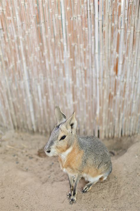 Roos n More Zoo in Las Vegas >> An Exotic Petting Zoo