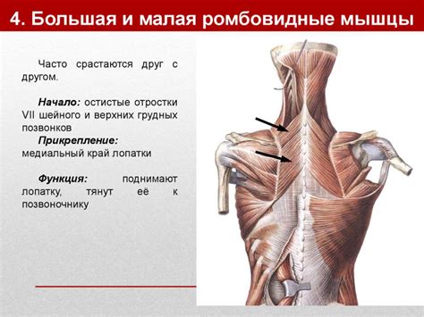 4. Большая и малая ромбовидные мышцы | Мышцы, Портняжная мышца, Мышцы ...