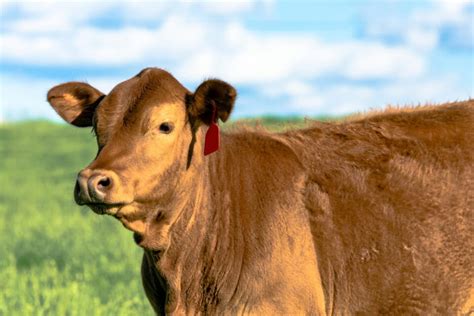 11 American Cattle Breeds - Farmhouse Guide