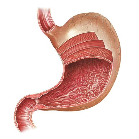 stomach diagram