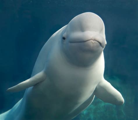 cá voi trắng-Beluga whale