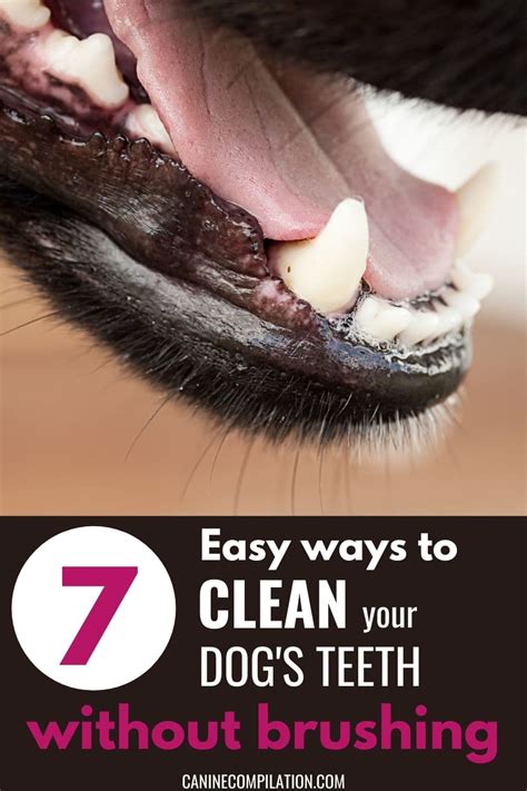 Pearly Whites At Home: The Ultimate Guide To Brushing Your Dog's Teeth