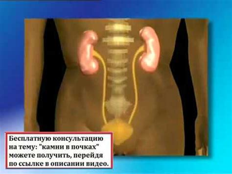 Где находятся почки у человека - YouTube
