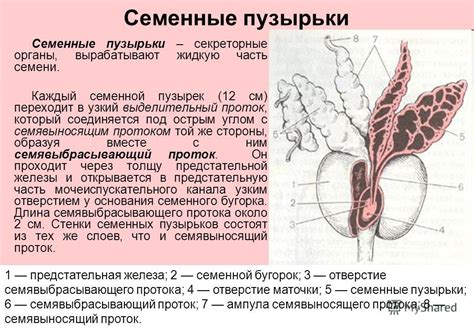 Презентация на тему: "Мочевые органы – органы участвующие в образовании ...