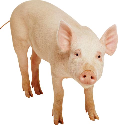 Pig Png Vector Images With Transparent Background Tra - vrogue.co