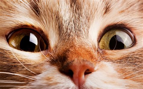 Картинки котики экран (Множество фото с милыми котиками для вашего ...