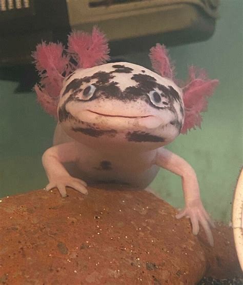 84 Cute Axolotl Pictures Because Life’s Too Short For Just Cats And ...