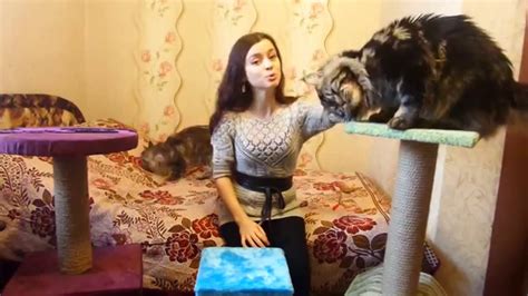 Как выбрать когтеточку для мейн-куна? приучить котенка к когтеточке ...