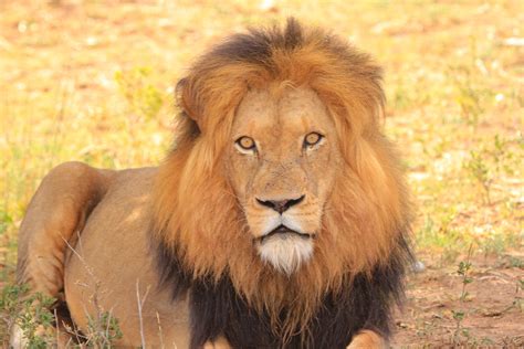 Мощь и величие льва (Panthera leo) - его особенности и поведение