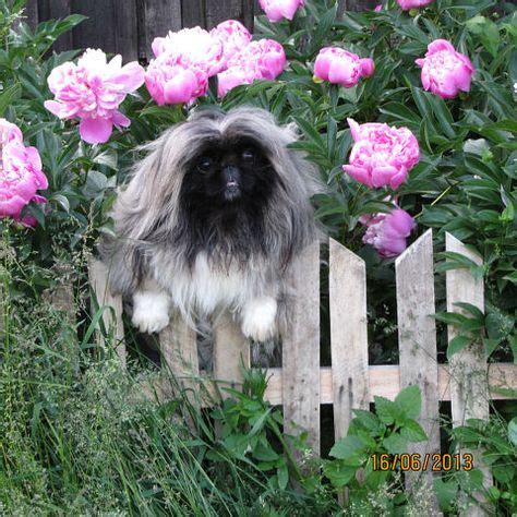 120 лучших изображений доски «Pekingese» | Пекинес, Щенки пекинеса ...