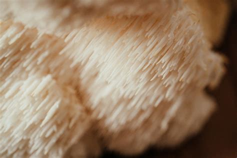 Lion's Mane Mushroom Kit Instructions