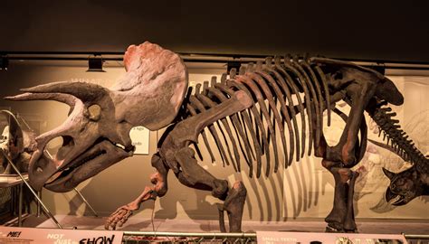 Triceratops: características, hábitat, alimentación e historia ...