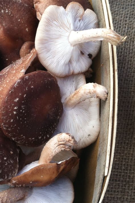 A Humungus Fungus is Amungus | The Hudson Valley's Amenity Economy