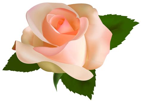 rose clip art transparent background red rose png clipart image