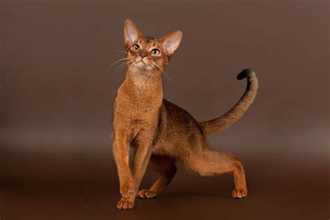 abyssinian cat breed size appearance personality