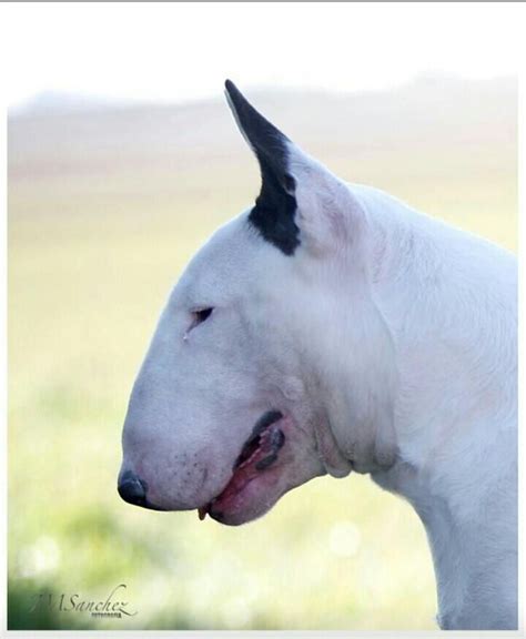 17 Best images about Bull terrier on Pinterest | Pets, Puppys and Bull ...