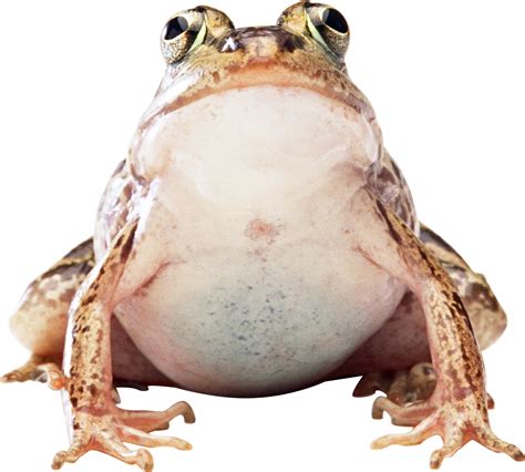 Лягушка PNG