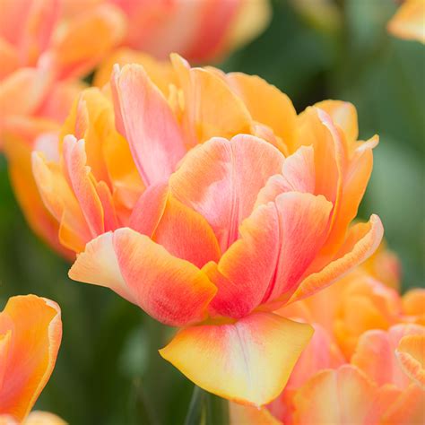 Tulip Foxy Foxtrot® | 2013