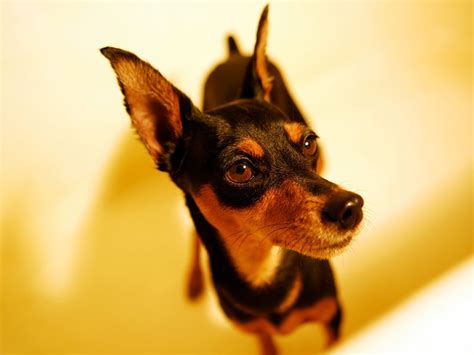 Miniature Pinscher Wallpapers - Wallpaper Cave