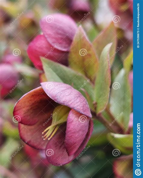 Helleborus Orientalis stock image. Image of plant, gardening - 247538673