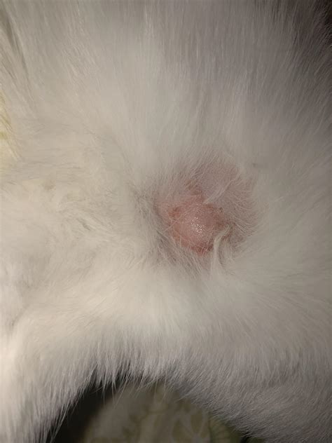 how to tell if your cat has ringworm 6