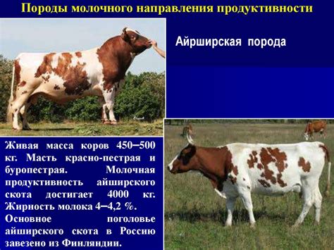 Cодержание крупного рогатого скота - презентация онлайн