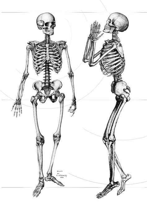 Skeleton | Skeleton drawings, Skeleton art, Bone drawing