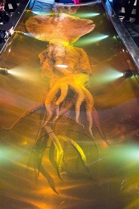 Colossal Squid Pictures - AZ Animals